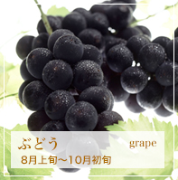ぶどう grape 8月上旬〜10月初旬